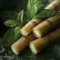 Tangiers Cane Mint Shisha Tobacco